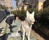 White dog